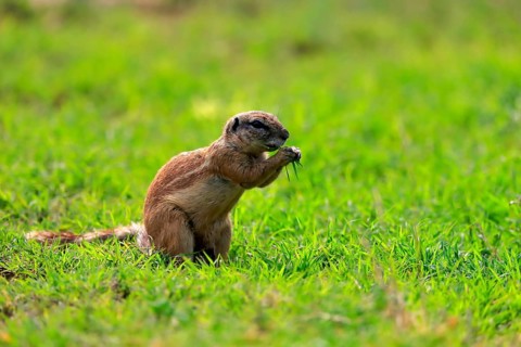 Cape ground squirrel (Xerus inauris), adult, alert, feeding, Mountain Zebra National Park, Eastern