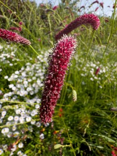 Great burnet (Sanguisorba officinalis)