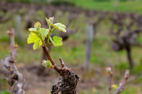 Vine leaf, wine, vineyard, vines, Kleine Zalze Wine Estate, Stellenbosch, Western Cape, South