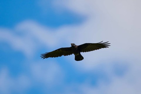 Carrion crow (Corvus corone) flying in front of the sky, Kitzbühel, Tirol, Austria, Europe