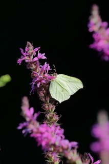 Brimstone (Gonepteryx rhamni) feeding on a flower of purple loosestrife (Lythrum salicaria), black