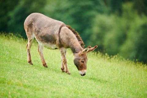 Donkey (Equus africanus asinus) standing on a meadow, tirol, Kitzbühel, Wildpark Aurach, Austria,