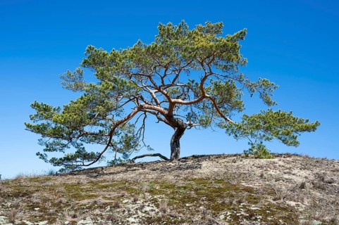 Pine (Pinus sylvestris) growing on a sandy dry grassland on a dune, UNESCO Biosphere Reserve