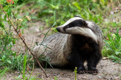 A badger sits on a path in a green forest landscape with dense vegetation, european badger (Meles