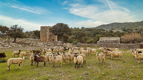 Flock of sheep grazing in a meadow, with ruin and blue sky in the background, sheep (e) or goat
