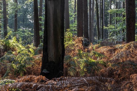 Bracken fern (Pteridium aquilinum) in spruce forest, Emsland, Lower Saxony, Germany, Europe