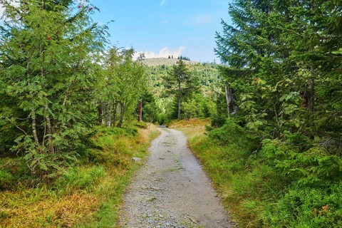 Hiking trail to Mount Lusen in late summer, Bavarian Forest, Bavaria, Germany, Europe
