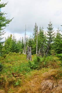 Vegetation with Norway spruce (Picea abies) and colored European blueberry (Vaccinium myrtillus) on