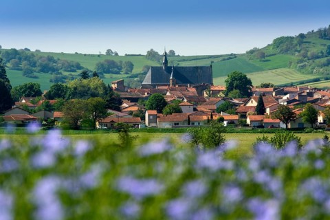 Flax (Linum usitatissimum) field in flower. Vic le Comte village. Puy de Dome departement.