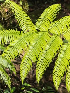 Bright green fern leaves in a botanical garden.Malaysia