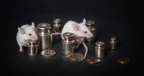 Two small white laboratory mice with weights and coins on a gray background. the concept of