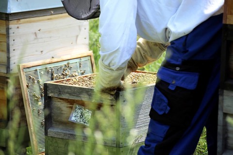 Beekeeper works on his hive