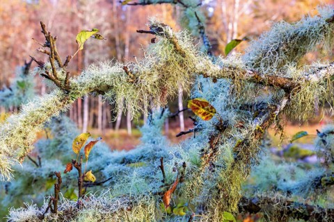 Usnea a green fruticose lichens growing on tree branches at autumn