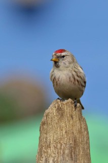 Common redpoll (Acanthis flammea) female, on a tree stump against a blue sky, North