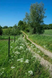 Small road through summery landscape at Stenberget, Skurup Municipality, Skåne County, Sweden,