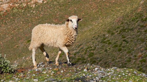 A young sheep standing on a hill in a natural environment with clear sky, sheep (e) or goat (n),