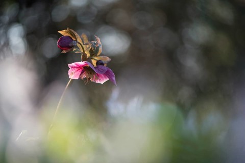 Lenzrose (Helleborus orientalis, hybrid), Emsland, Lower Saxony, Germany, Europe