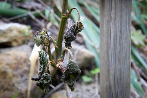 Late night frosts have led to severe frost damage in vineyards in the Elbe Valley. Due to the very