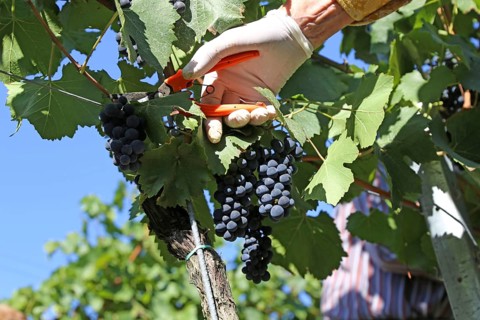 Grape grape harvest: Hand-picking Pinot Noir grapes in the Palatinate (Norbert Groß Winery,