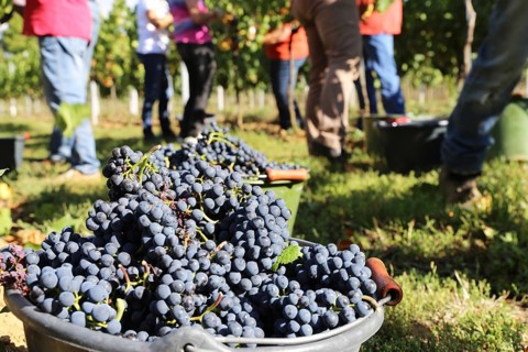 Grape grape harvest: Hand-picking Pinot Noir grapes in a vineyard in the Palatinate