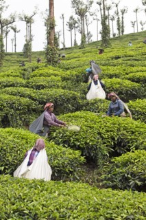 Indian tea pickers on a tea plantation, Thekkady, Kerala, India, Asia