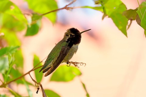 Costacolibri, (Calypte costae), adult, male, in perch, Sonora Desert, Arizona, North America, USA,
