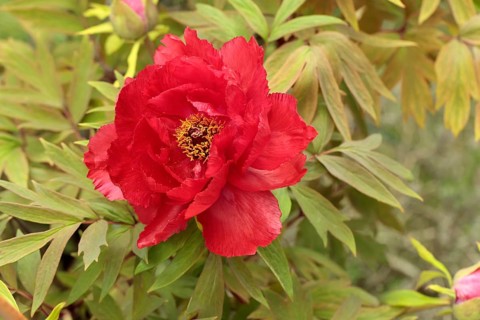 Peony (Paeonia Hybride), blooming, flower, Elllerstadt, Germany, Europe