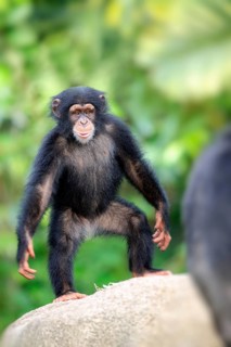Chimpanzee (Pan troglodytes troglodytes), young animal, standing, upright