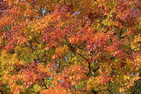 Deciduous tree, northern red oak (Quercus rubra), tree crown with autumn leaves, North
