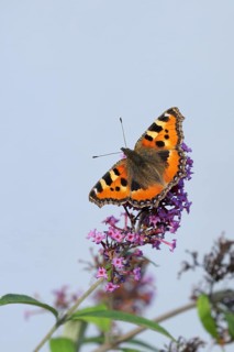 Small tortoiseshell (Aglais urticae), on summer lilac or butterfly-bush (Buddleja davidii), Wilden,
