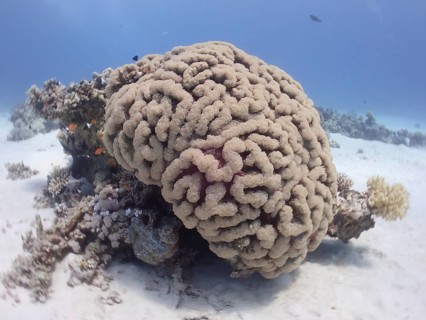 Bubble coral (Plerogyra sinuosa), dive site House Reef, Mangrove Bay, El Quesir, Red Sea, Egypt,