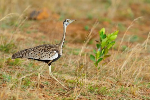 Black-bellied bustard, (Eupodotis melanogaster), Ithala Game Reserve, Louwsburg, KwaZulu-Natal,