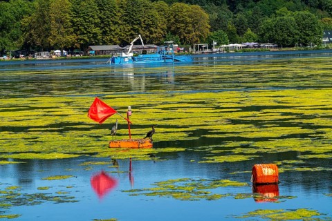 Mowing boat Nimmersatt, of the Ruhrverband, tries to keep the green plant carpet on the Lake