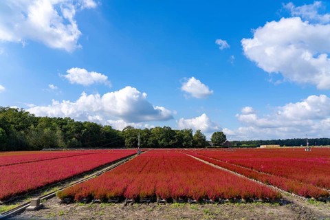Outdoor area of a horticultural business, autumn plants, heather plants, bell heather, near