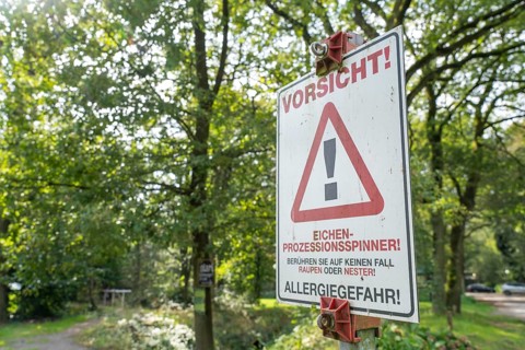Warning of the oak processionary moth, in a public park, touching can lead to caterpillar