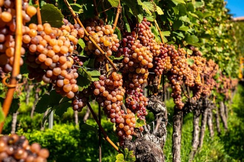 Wine growing, in the Adige Valley, near the village of Tramin on the Wine Road, South Tyrol, large