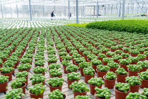 Agriculture, herb gardening, basil plants in pots, in various stages of growth, in a greenhouse