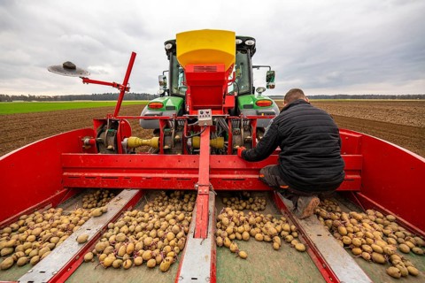 Early potatoes are placed in the soil of the field with a planting machine, Agriculture, Spring