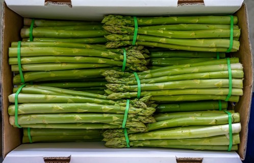 Asparagus farm, green asparagus is washed, cut and sorted by quality after harvesting, near