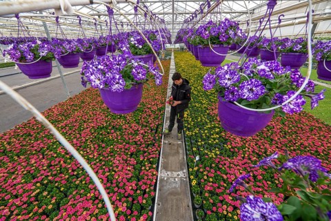 Horticulture company, flower pots, so-called petunia ampel, grow in a greenhouse, under the glass