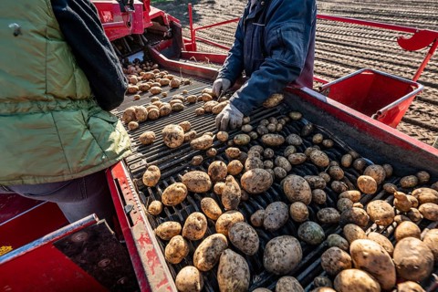 Potato harvesting, so-called split harvesting method, first the tubers are taken out of the ground