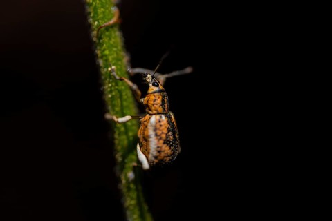 Weevil (Cleistolophus) sitting on a stem at night, at night in the tropical rainforest, Refugio