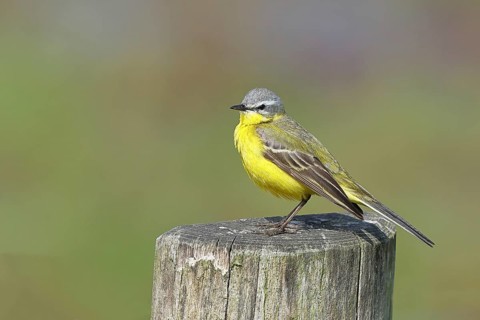 Yellow wagtail (Motacilla flava) on a perch in Osterfeinermoor, pasture fence, wildlife, Dümmer,