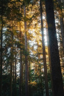 Sunlight casts golden rays through the treetops in the dense forest and creates a peaceful
