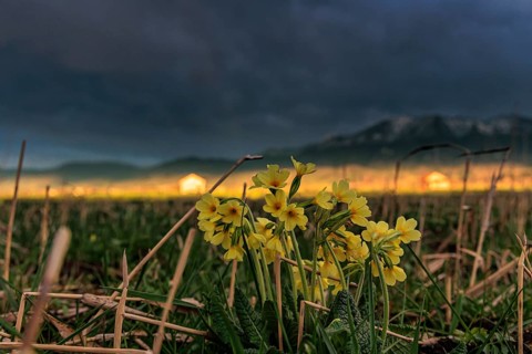 Common cowslip (Primula veris) in a meadow in front of a mountain landscape, storm clouds,