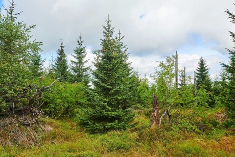 Vegetation with Norway spruce (Picea abies) and colored European blueberry (Vaccinium myrtillus) on