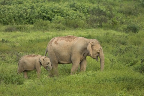 Indian elephants (Elephas maximus indicus), Khiri Khan, Hua Hin, Kui Buri National Park, Thailand,
