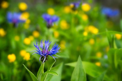 Overgrown blue flowering knapweed (Centaurea) in the garden, a sharp flower in the foreground, in
