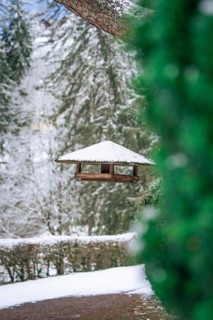 Bird feeder hanging from a tree, surrounded by snow-covered trees and winter atmosphere, spa