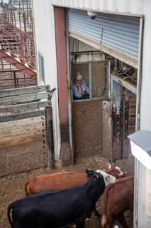 Oklahoma City, Oklahoma, A worker watches as cattle enter the auction building at the Oklahoma